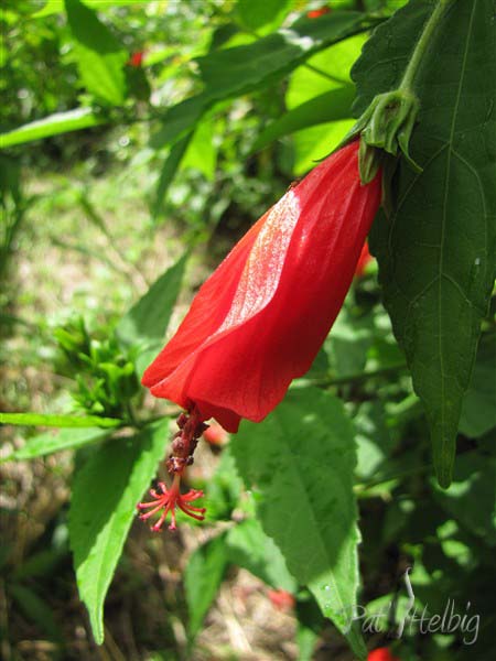 L'hibiscus piment(hibiscus arboreus) originaire d'Amérique tropicale ne s'ouvre pas!.jpg