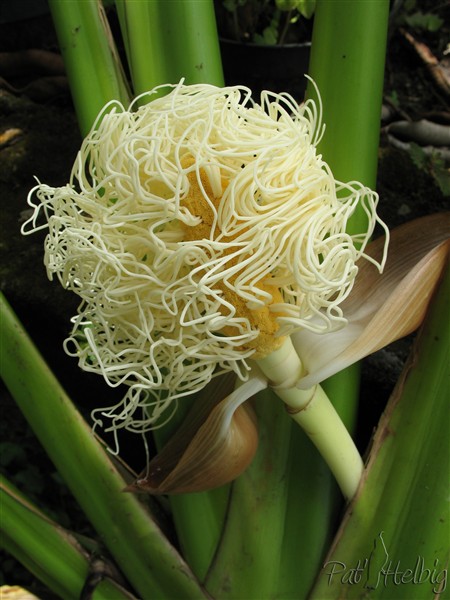 Inflorescence d'une cyclantacée.jpg