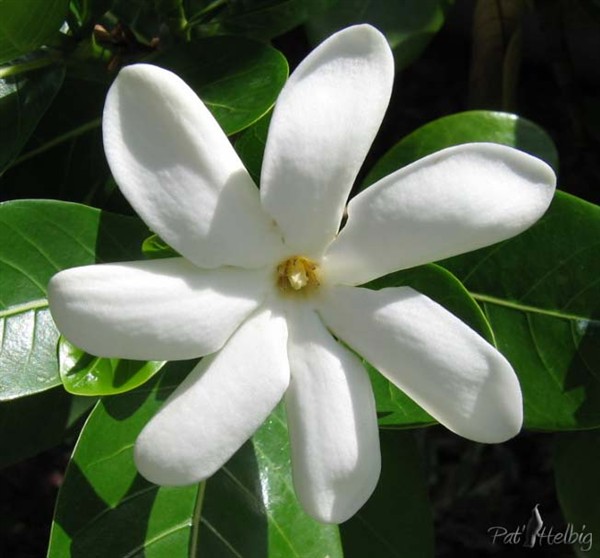 tiaré (Gardenia taitensis) Deux beaux pieds toujours plein de fleurs au vent de ma maison!.jpg