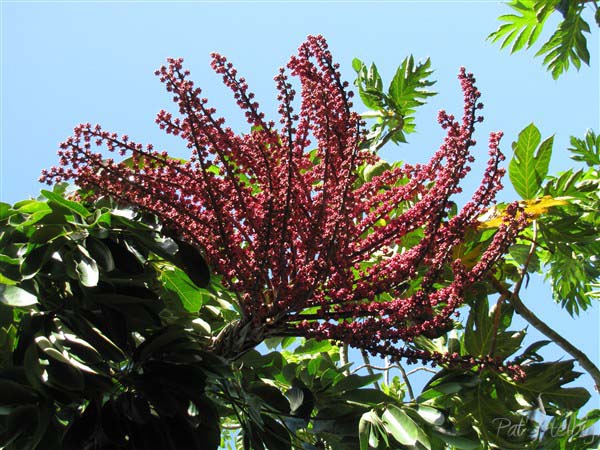 L'inflorescence de l'arbre pieuvre attire abeilles et oiseaux! (Schefflera actinophylla) 1 S.jpg