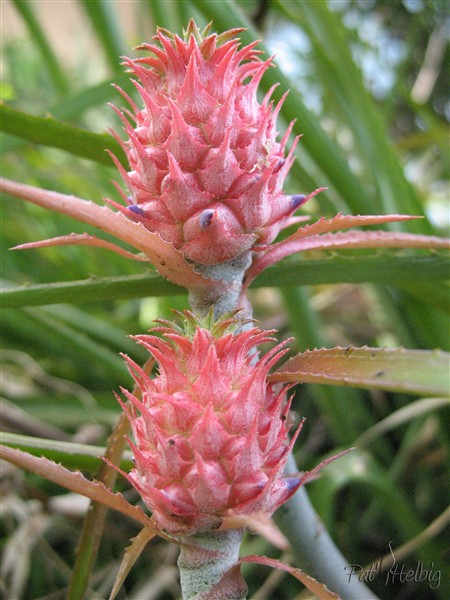 Des ananas décoratifs de 3 centimètres de haut!(Ananas comosus).jpg