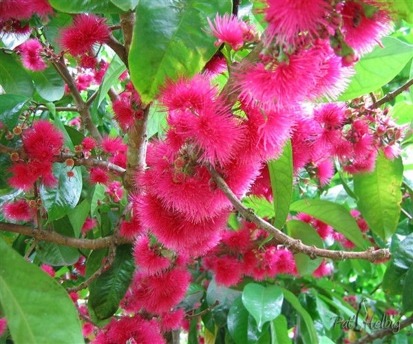 Merveilleuse floraison du pommier d'eau ( Syzygium malaccense) aux fruits rafraîchissants 2.jpg