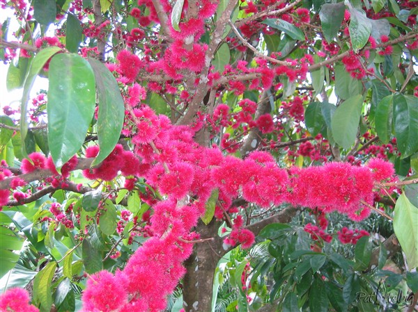 Merveilleuse floraison du pommier d'eau ( Syzygium malaccense) aux fruits rafraîchissants 1.jpg