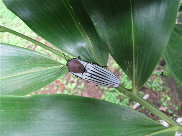 Le gros tactac qui peut faire un bond de 10cm lorsqu'il est surpris en émettant un tac. Ici sur une palme du Desmoncus orthacanthos..jpg