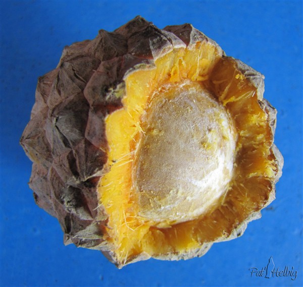 Le fruit du Pelagodoxa henryana met 2 années à devenir mature!Très agréable à dépulper, un parfum de rose!.jpg