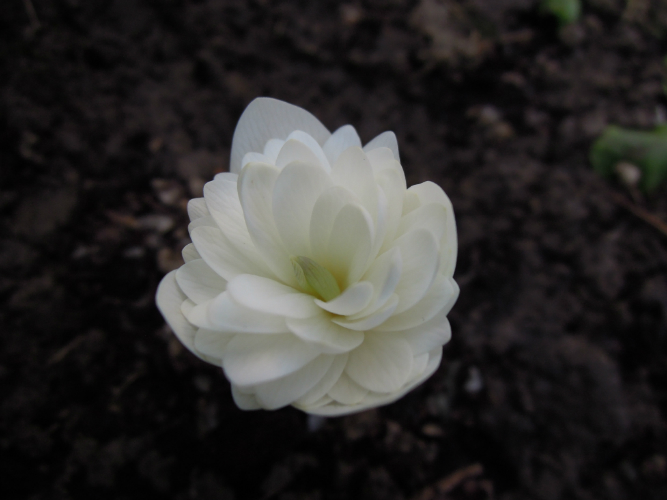 Sanguinaria canadensis