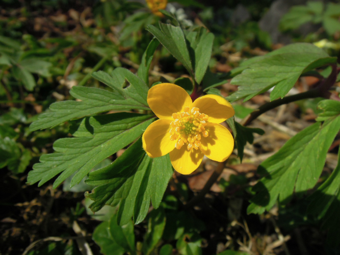 Anemone ranunculoides