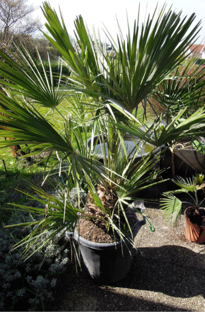 chamaerops humilis (avec à l'arrière plan, un trachycarpus princeps qui a mal supporté l'hivernage en pot)