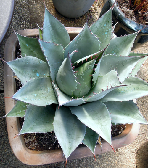 agave parryi var. huachucensis