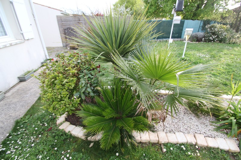 Belle évolution du wash robusta et du cycas en 3ans