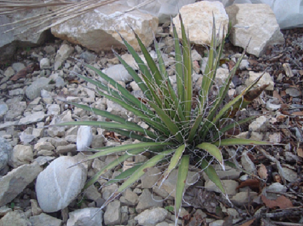 Rejet Yucca Filifera