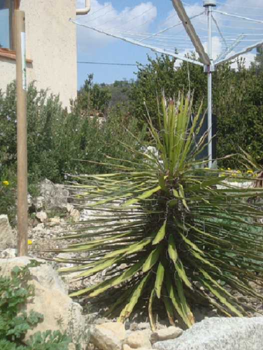 Yucca filifera, planté en Avril 2011