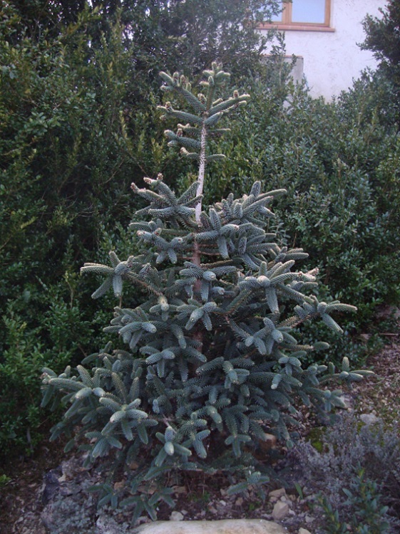 Abies pinsapo Aurea planté Décembre 2011