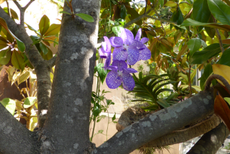 Vanda coerulea cultivé en épiphyte sur un magnolia grandiflora