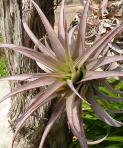 Tillandsia roseoscapa.PNG