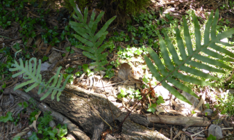 Une fougère aussi epiphyte