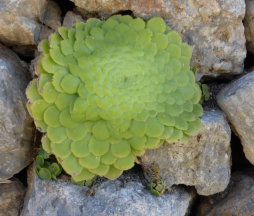 Cultivé dans un mur en pierres