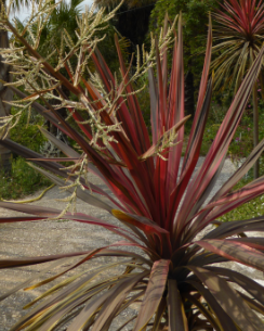 Cultivar de cordyline australis