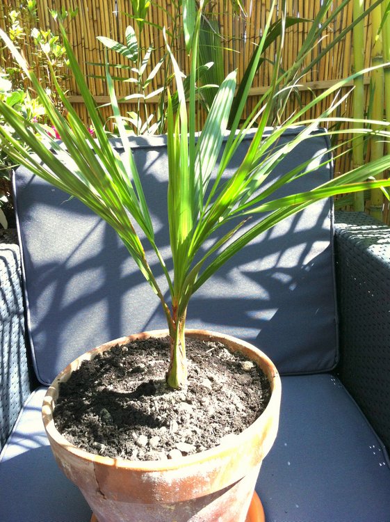 Butiagrus reçu en plantule, il est le winner de cet hiver 5 palmes  depuis début 2013 et toutes divisées :)