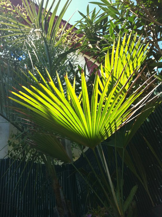 Trachycarpus martianus qui n'a jamais arrêté de pousser ... 3 ème palmes depuis fin novembre