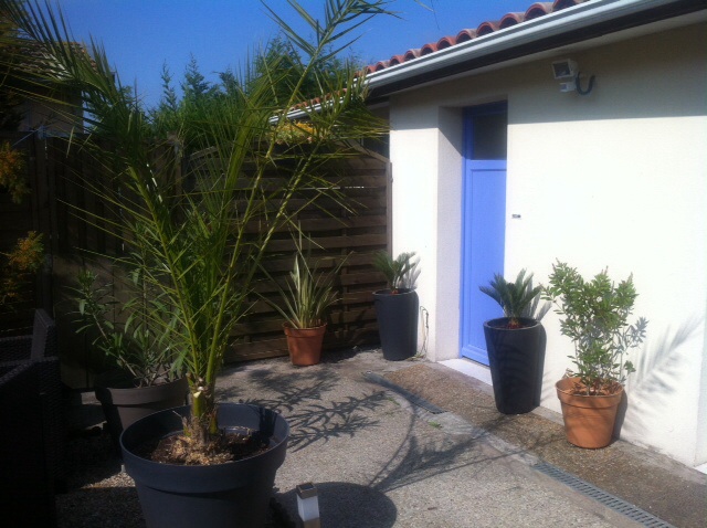 Entrée principale avec cycas, phormium, phénix et callistemon