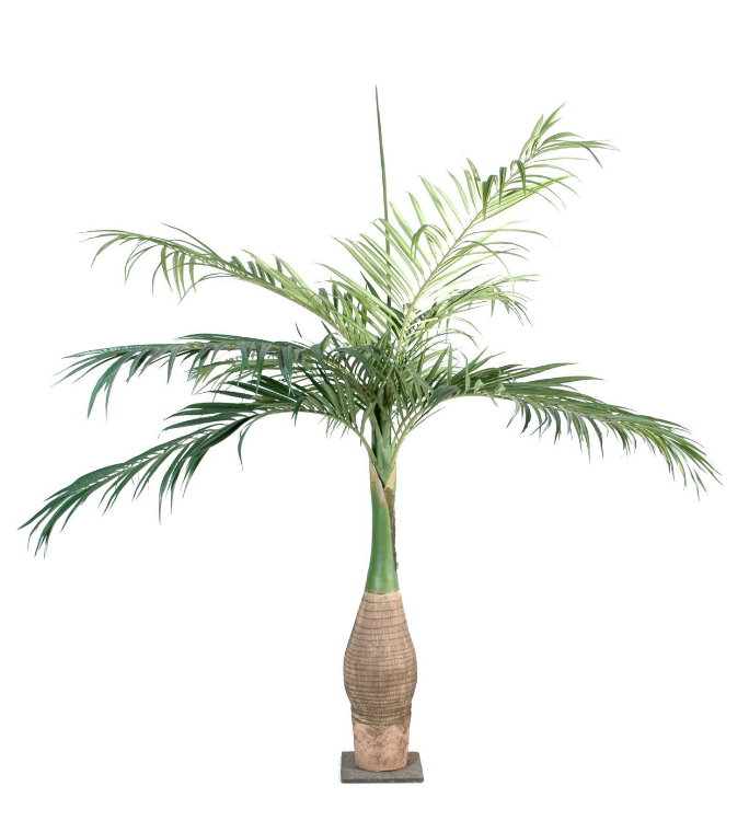 jouli-palmier.jpg