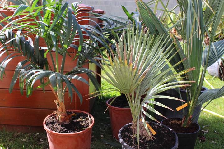 Chamaedora radilis, Brahea decumbens, Sabal bermudana