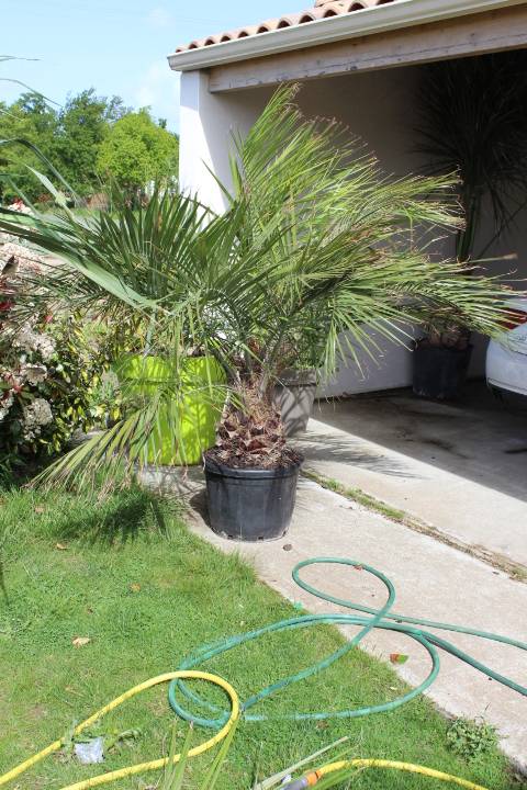 butia eriosphata