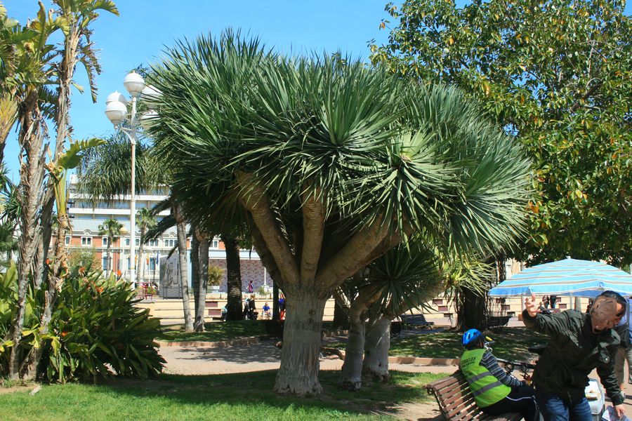 dracena draco.jpg