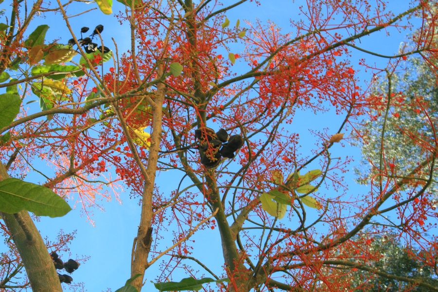 arbre fleur rouge 2.jpg