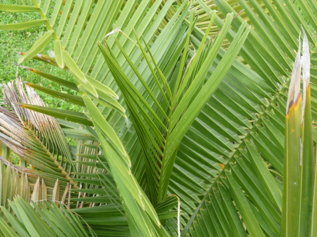 MES PALMIERS 010.jpg