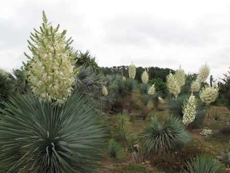 Y.rostrata, pleine fleur, 2012.jpg