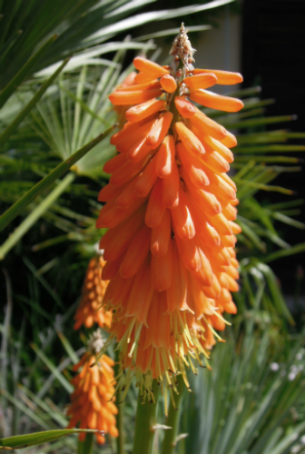 Kniphofia &quot;first sunrise&quot;