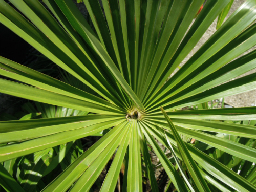 Trachycarpus fortunei