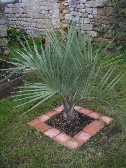 butia capitata