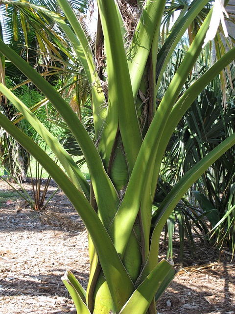 sabal mauritiiformis.jpg