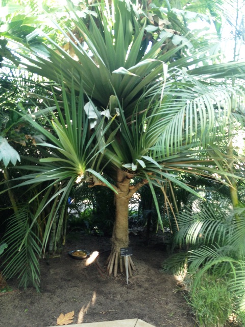 pandanus utilis.jpg