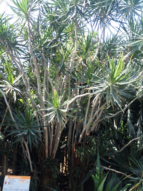 dracaena marginata.jpg