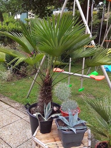 trachycarpus wagnérianus