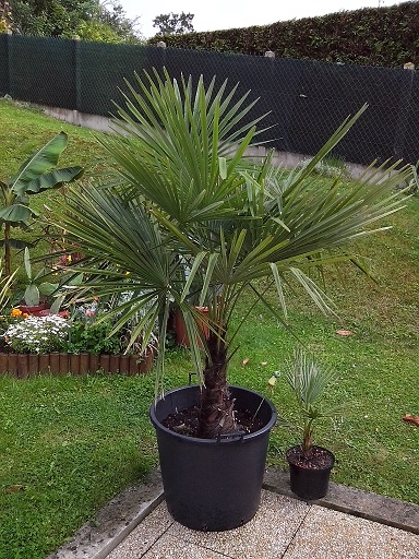 trachycarpus fortunei