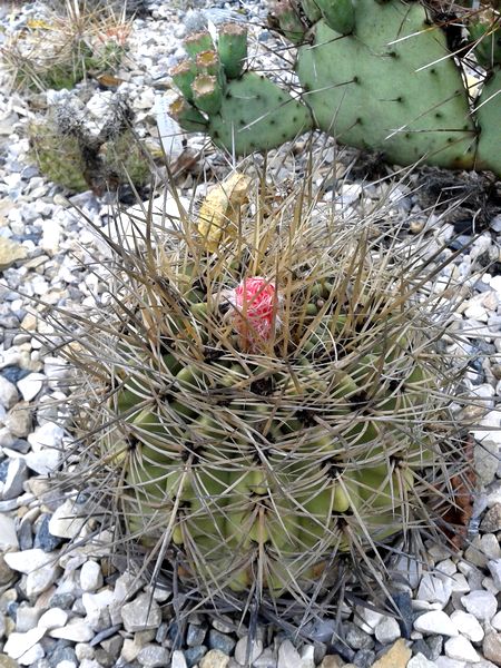 Denmoza rhodantha var. diamantina (var flavispina) 1A Rocaille3 Champagnier jardin 20140722 bis.jpg