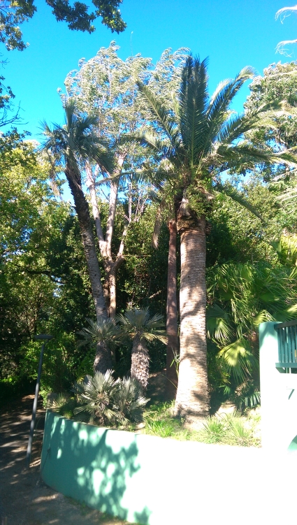 Abutia odorata livinstona australis phoenix canariensis 2.jpg