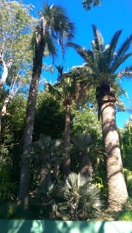 Abutia odorata livinstona australis phoenix canariensis.jpg