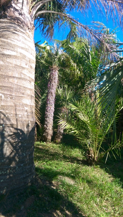 ACoccothrinax.jpg