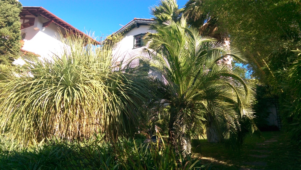 ANolina longifolia et macrozamia communis .jpg