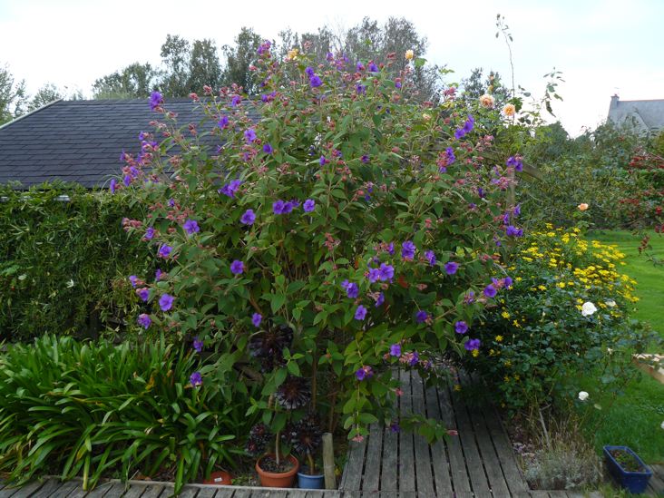 Photo 2. Tibouchina le 23 octobre 2014