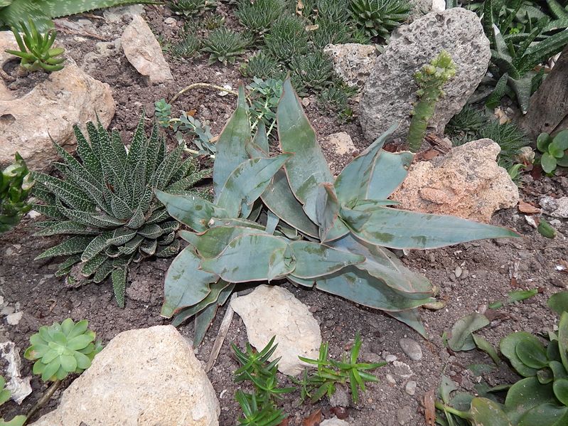 aloe striata [800x600].JPG