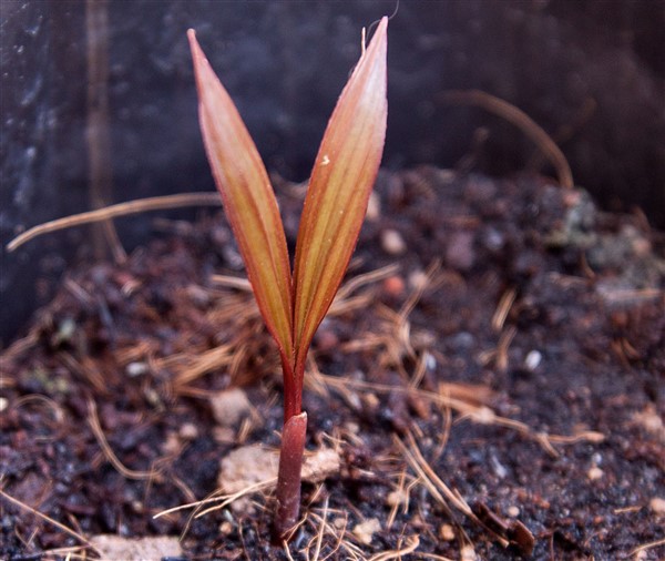 Areca vestiara (1) (600 x 506).jpg