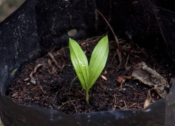 Dypsis leucomalla (Dypsis SP white petiole) (4) (600 x 433).jpg