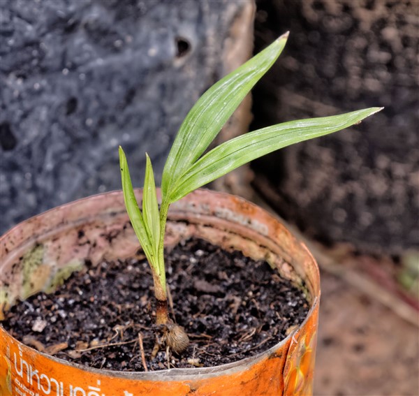 Dypsis leucomalla (Dypsis SP white petiole) (3) (600 x 567).jpg